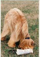 Afghan Hound - Vintage Photograph