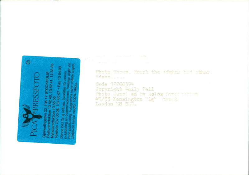 Afghan Hound - Vintage Photograph