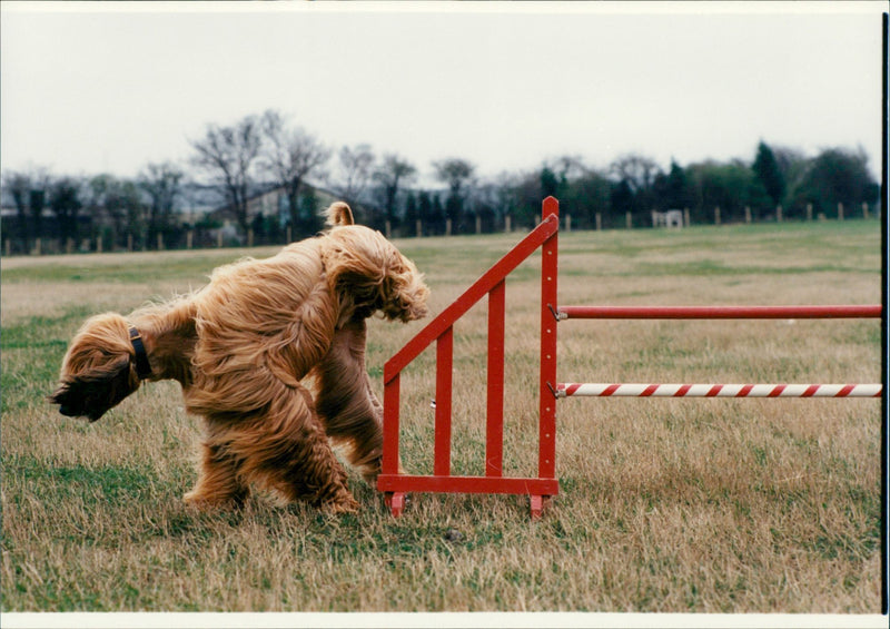 Afghan Hound - Vintage Photograph