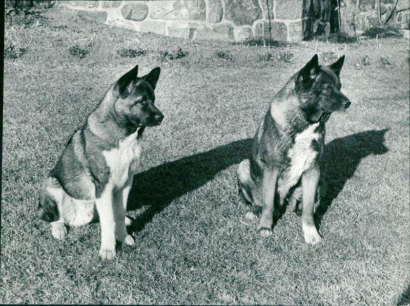 Real Animal Dogs Akita Inu - Vintage Photograph