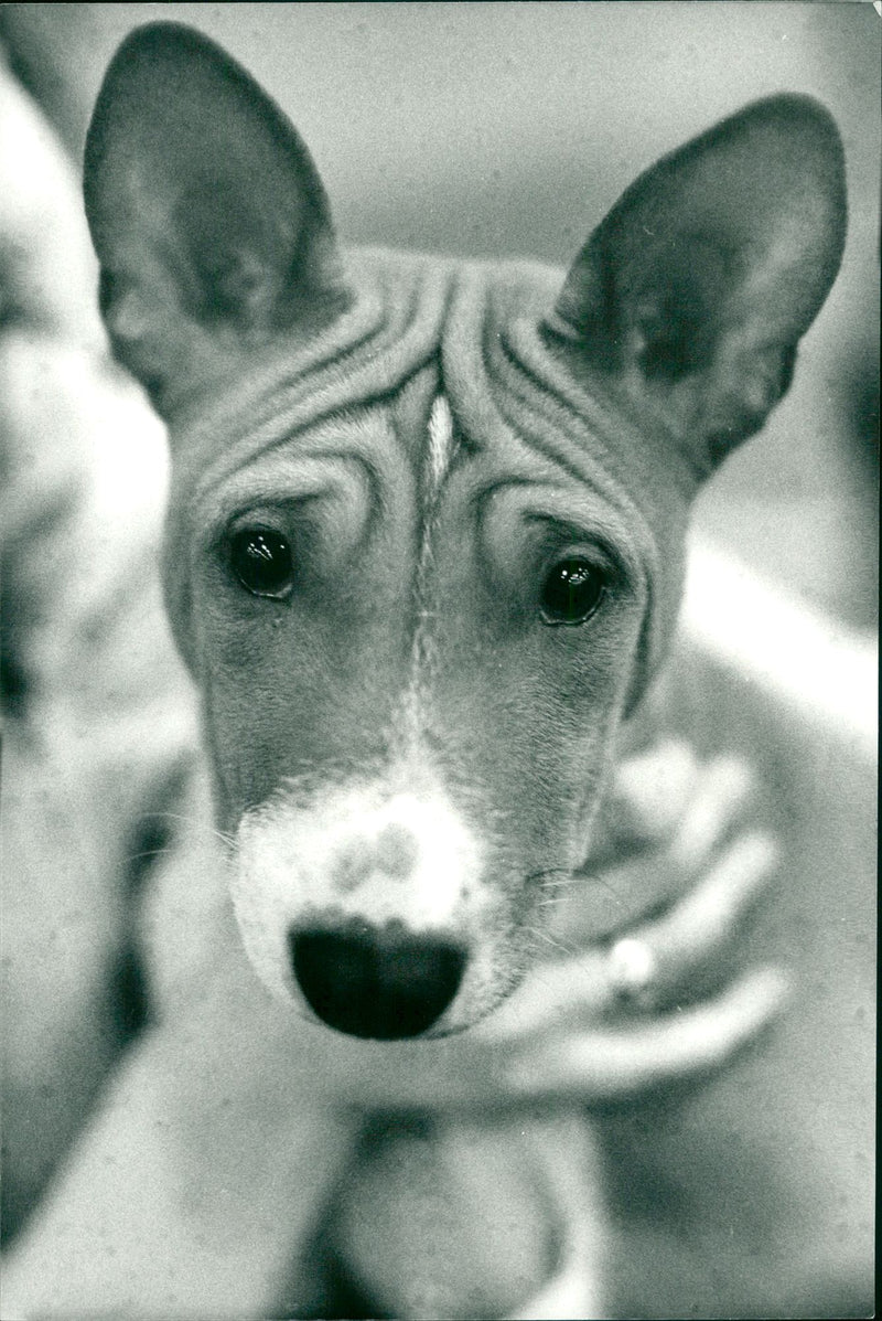 Real Animal Dogs Basenji - Vintage Photograph