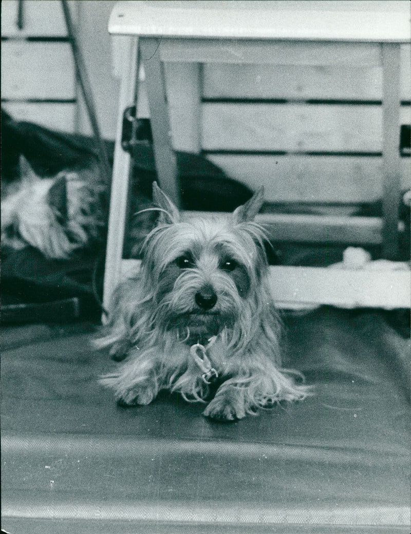 Real Animal Dogs Australian Terrier - Vintage Photograph