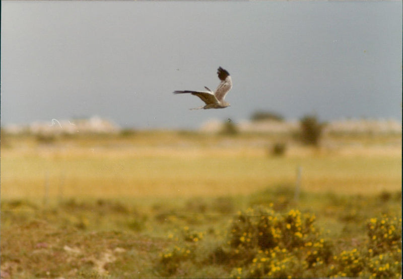 Birds Meadow Hawk - Vintage Photograph