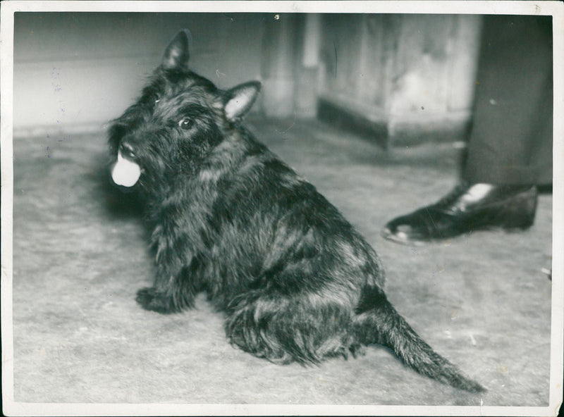 Real Animal Dogs Scottish Terrier - Vintage Photograph