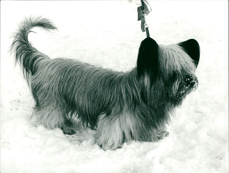 Real Animal Dogs Skye Terrier - Vintage Photograph