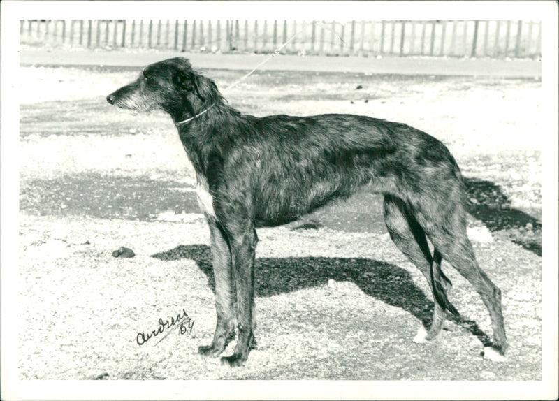 Real Animal Dogs Scottish DeerHound - Vintage Photograph