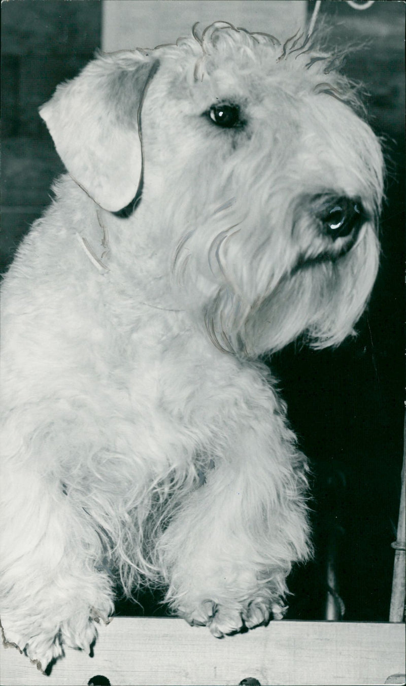 Real Animal Dogs Sealyhamterrier - Vintage Photograph