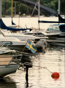 SWEDEN PICA PAVEL ANIMALS IMAGE DELIVERY CODE FOLLOWING - Vintage Photograph