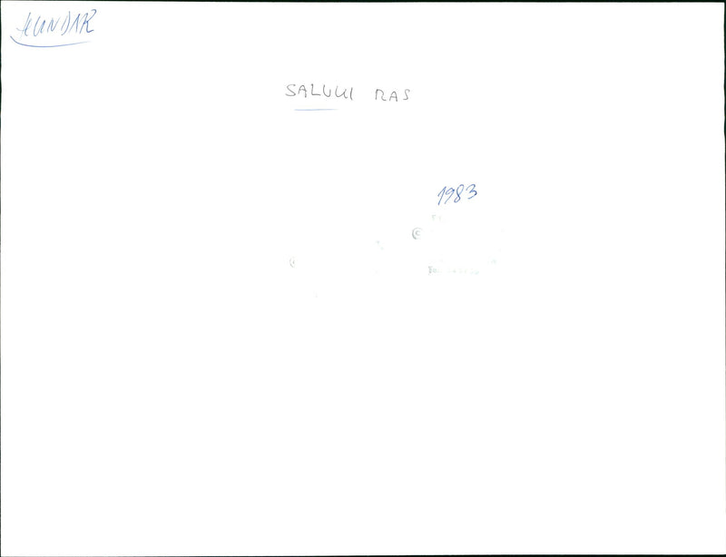 Real Animals Dogs Saluki - Vintage Photograph