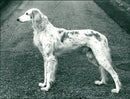 Real Animals Dogs Saluki - Vintage Photograph