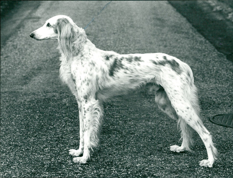 Real Animals Dogs Saluki - Vintage Photograph