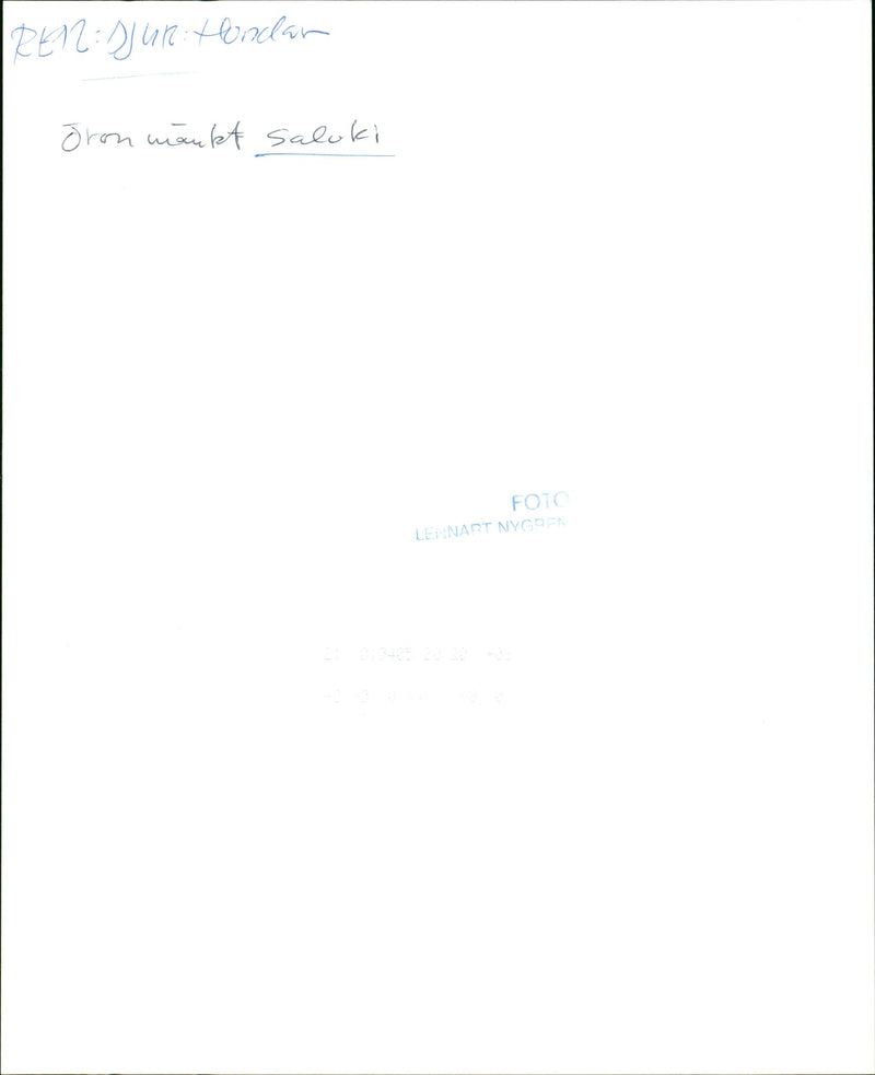 Real Animals Dogs Saluki - Vintage Photograph