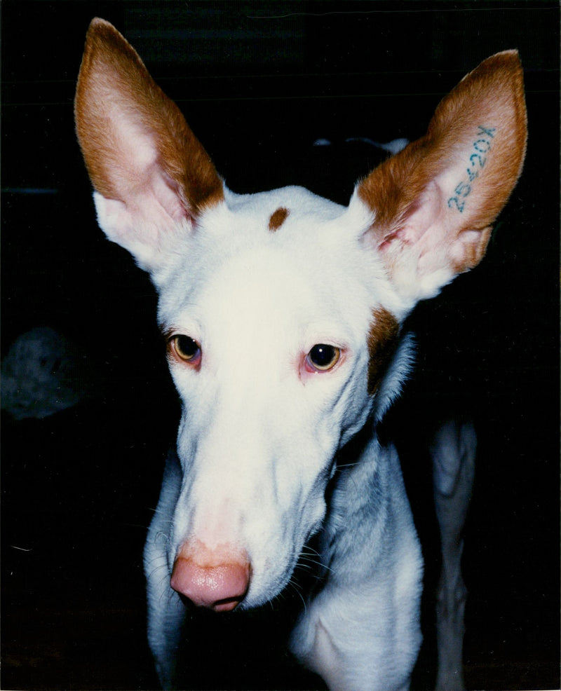 Real Animals Dogs Saluki - Vintage Photograph