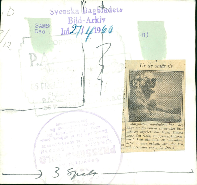 Real Animals Dogs Pyreneer Dog - Vintage Photograph