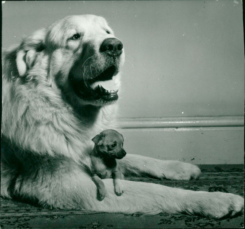 Real Animals Dogs Pyreneer Dog - Vintage Photograph