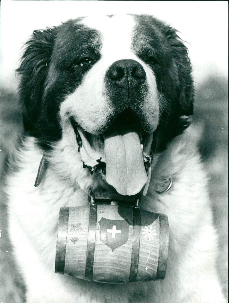 Real Animal Dogs St. Bernhard - Vintage Photograph