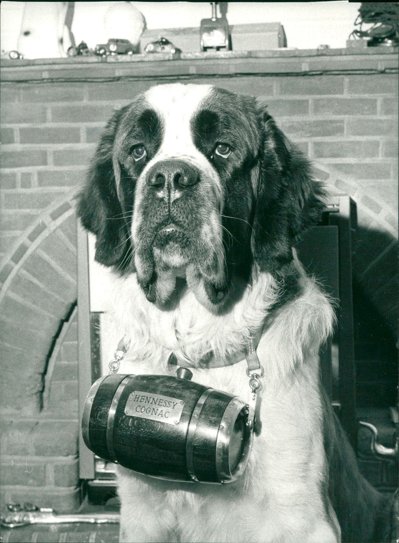 Real Animal Dogs St. Bernhard - Vintage Photograph