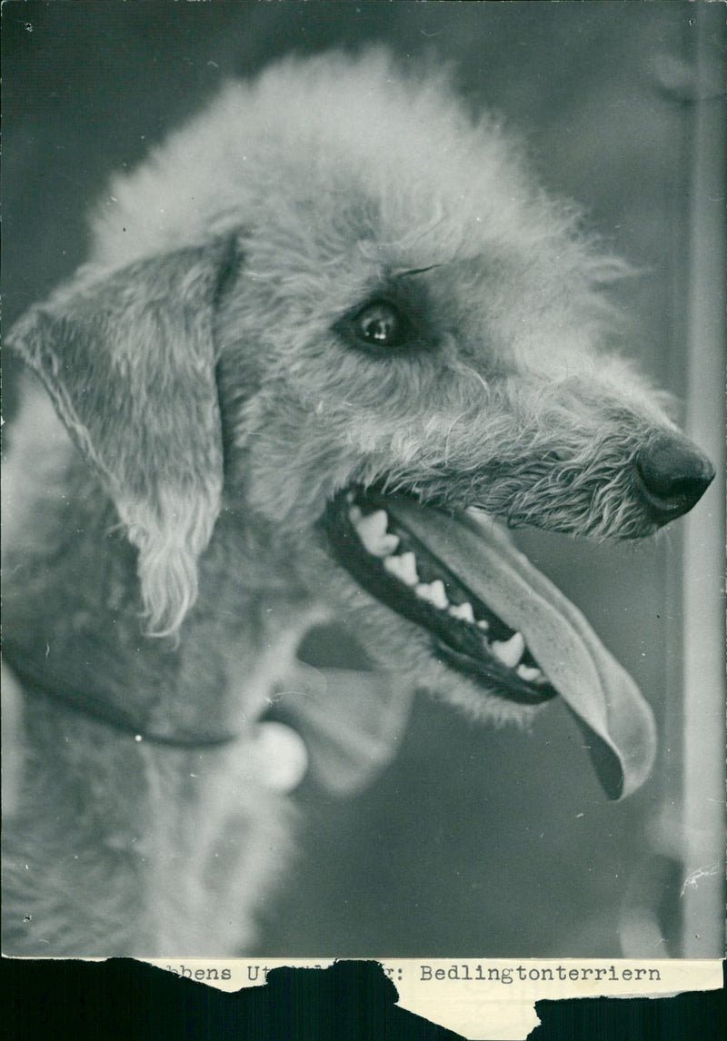 Real Animal Dogs Bedlington Terriers - Vintage Photograph