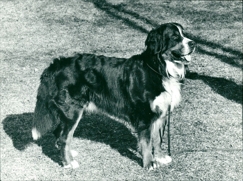 Real Animal Dogs Bernese Mountain Dog - Vintage Photograph