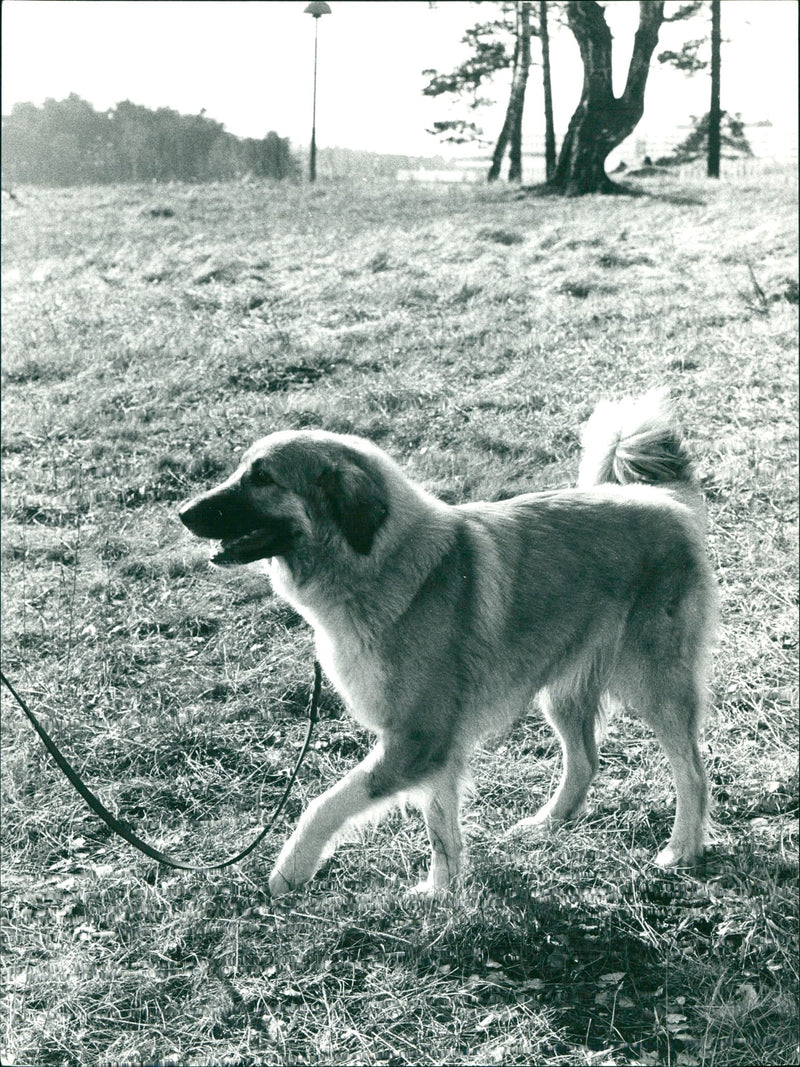 Real Animal Dogs Šarplaninac - Vintage Photograph