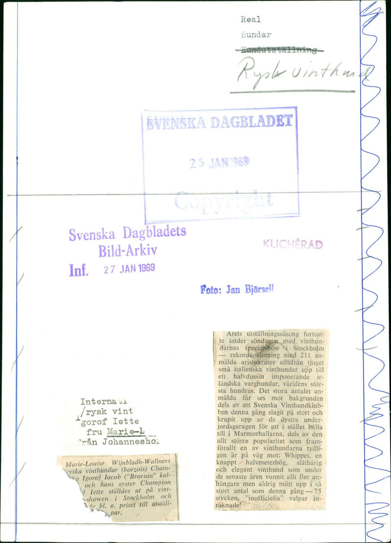 Real Animals Dogs Russian Greyhound - Vintage Photograph