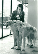 Real Animals Dogs Russian Greyhound - Vintage Photograph