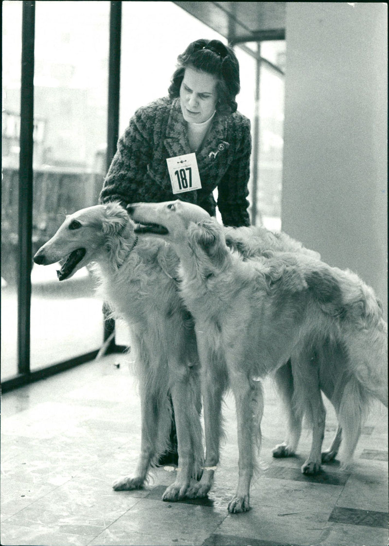 Real Animals Dogs Russian Greyhound - Vintage Photograph