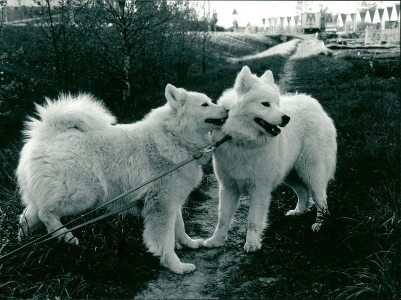 Real Animal Dogs Samoyed - Vintage Photograph