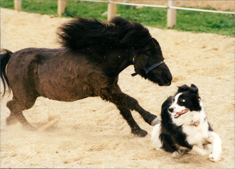 STAFF RIPPING CENTRE LOVES LIKES GET DOG ANIMAL SWEDEN - Vintage Photograph