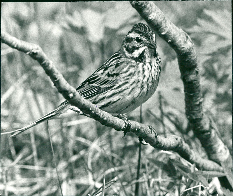 Real Animal Birds Saw Sparrow - Vintage Photograph