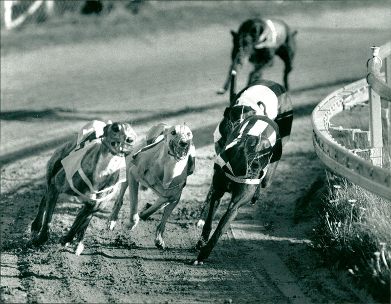 Real Animal Dogs Racing - Vintage Photograph