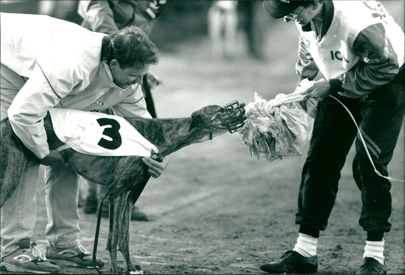 Real Animal Dogs Racing - Vintage Photograph