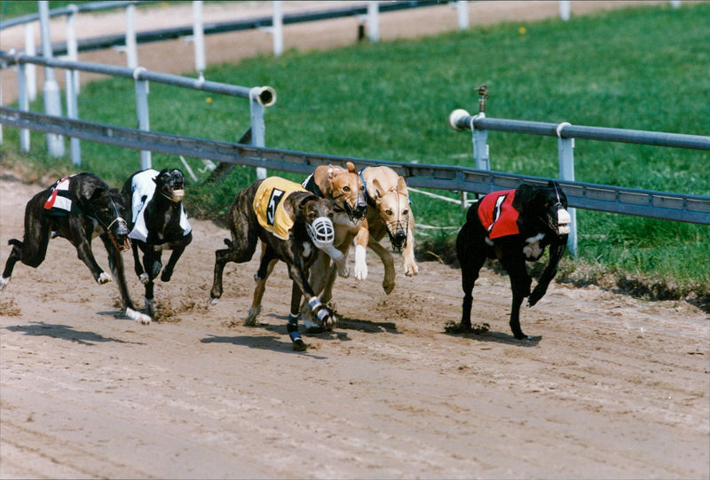 Real Animal Dogs Racing - Vintage Photograph