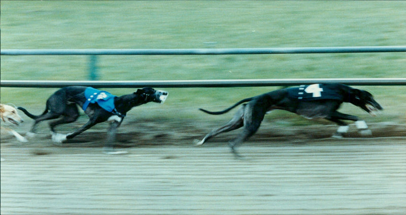 Real Animal Dogs Racing - Vintage Photograph