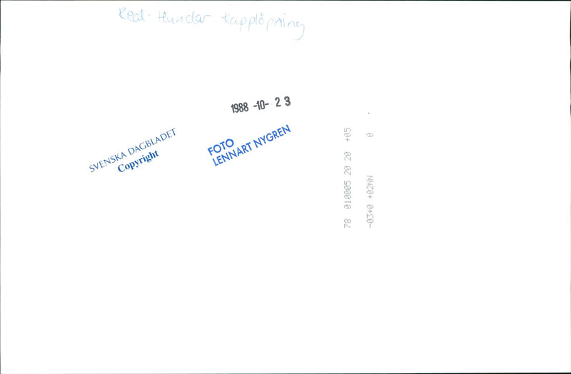 Real Dogs Race race - Vintage Photograph