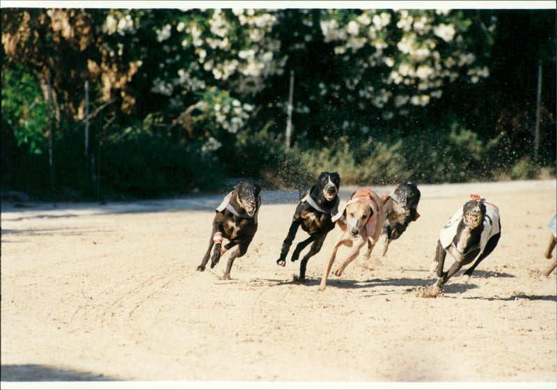 Real Animal Dogs Racing - Vintage Photograph