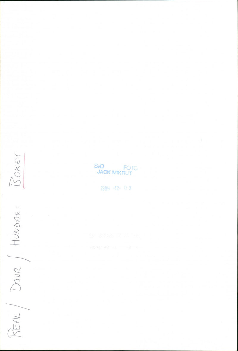 Dogs: Boxer - Vintage Photograph