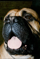 Dogs: Boxer - Vintage Photograph