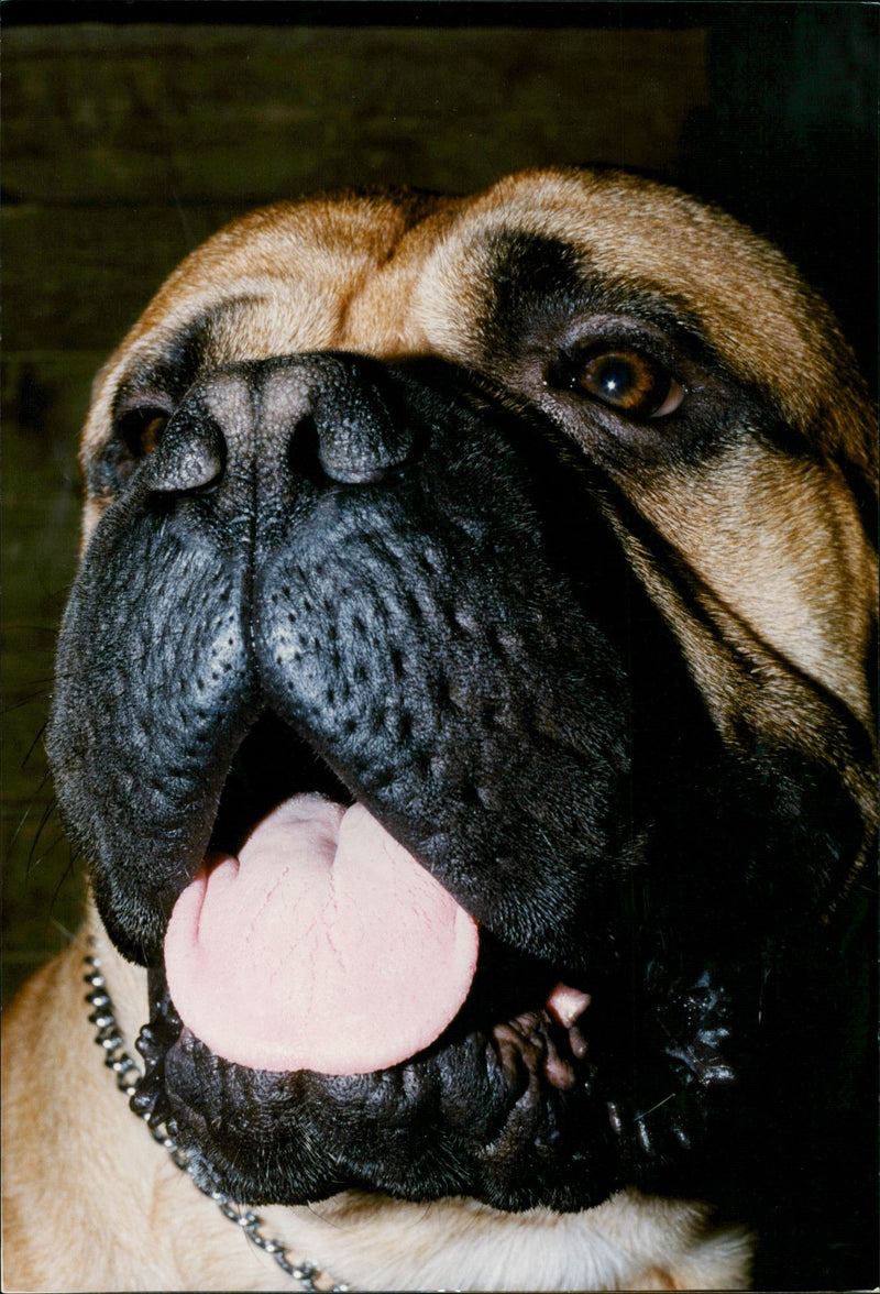 Dogs: Boxer - Vintage Photograph