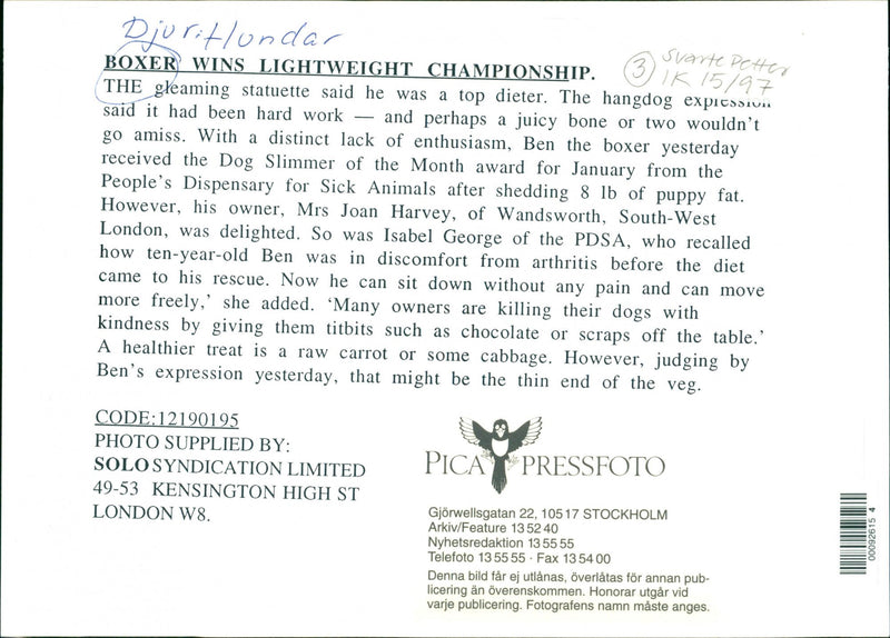 Dogs: Ben the Boxer - Vintage Photograph