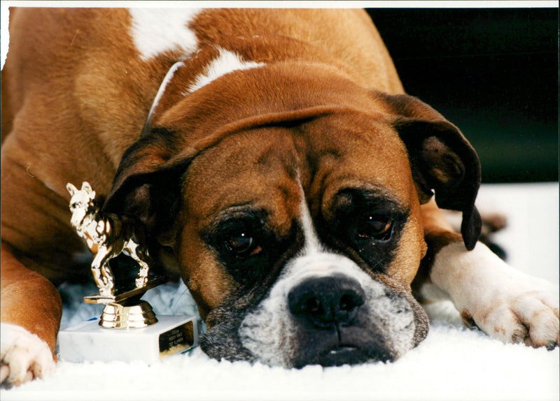 Dogs: Ben the Boxer - Vintage Photograph