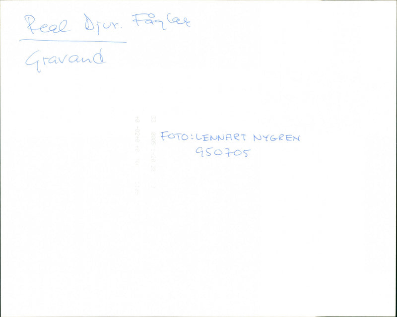 Animals Birds Gravand - Vintage Photograph