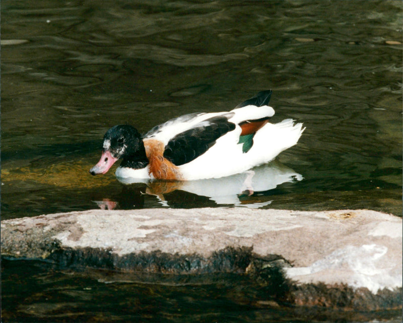 Animals Birds Gravand - Vintage Photograph