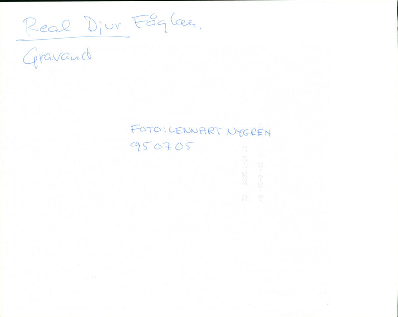 Animals Birds Gravand - Vintage Photograph