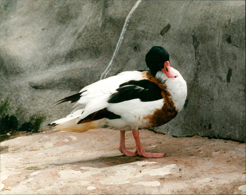Animals Birds Gravand - Vintage Photograph
