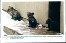 Brown Bears. - Vintage Photograph