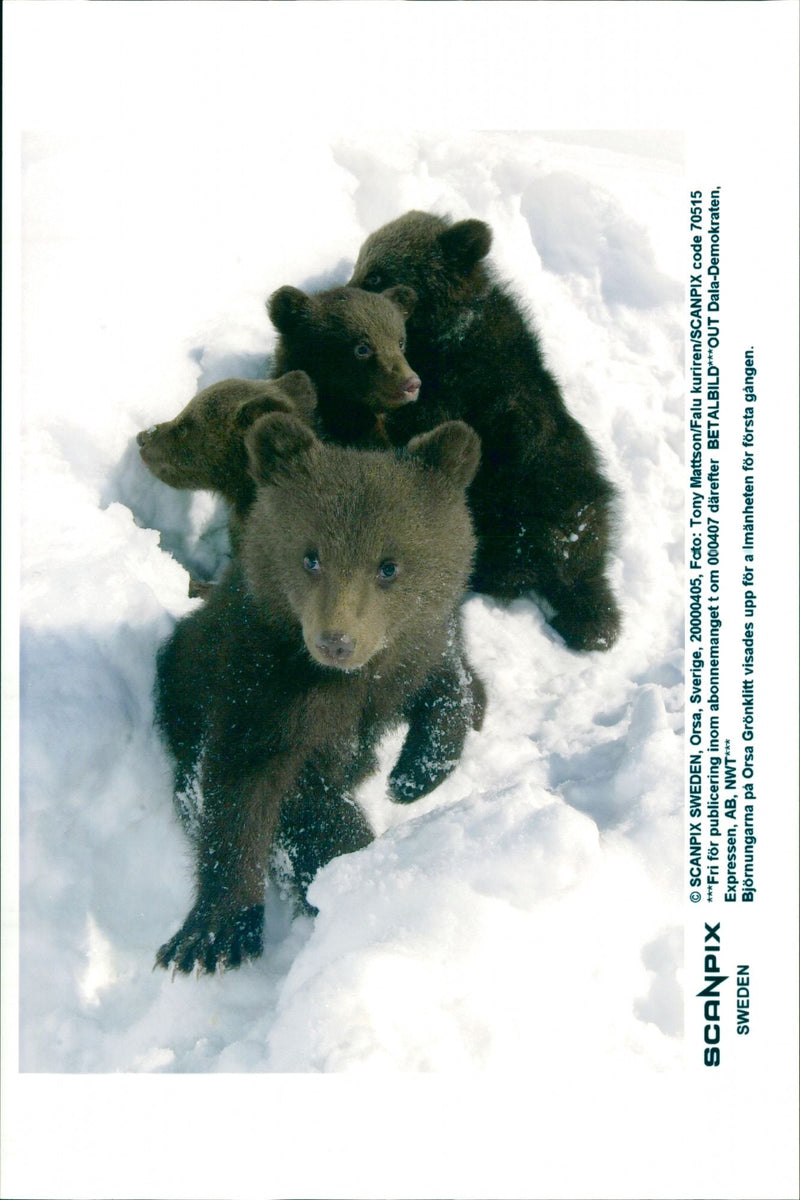 Brown Bears. - Vintage Photograph