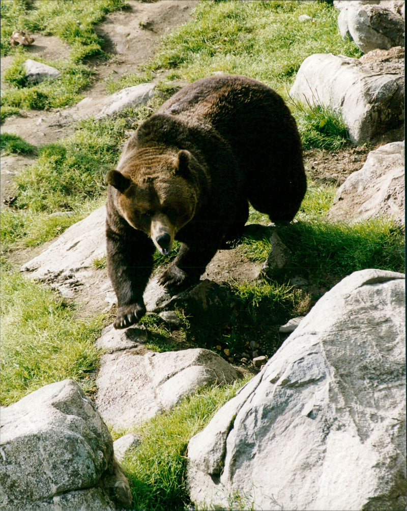 Brown Bears. - Vintage Photograph