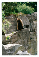 Brown Bears. - Vintage Photograph