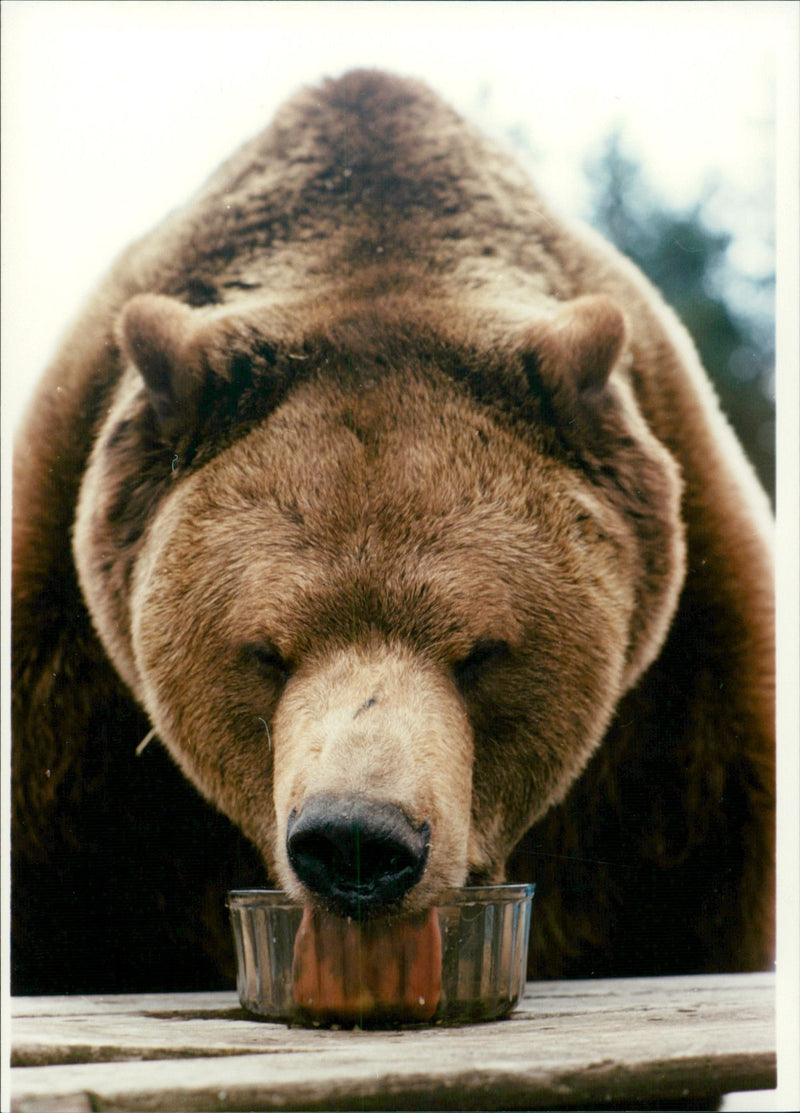 Brown Bears. - Vintage Photograph